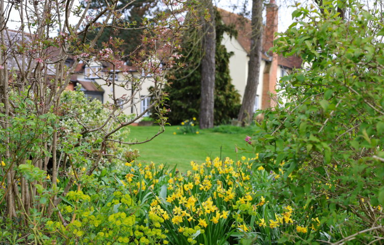 Spring flowers planted in the Hospice garden