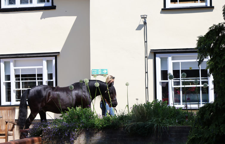 Image: Dan the gelding fell pony in the hospice garden